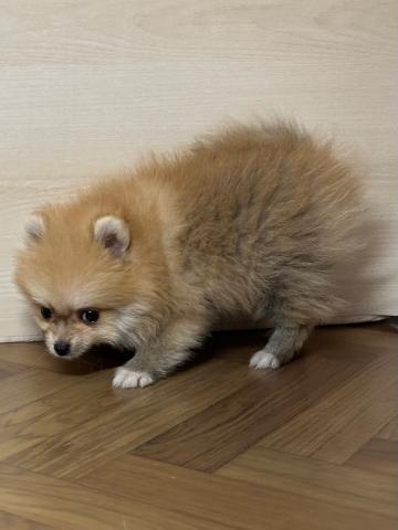 ポメラニアン