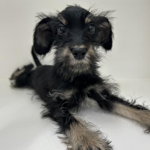 奈良県のハーフ犬・ミックス犬 (ペットアミ 田原本店/2025年5月2日生まれ/男の子/その他色)の子犬の3枚目の画像