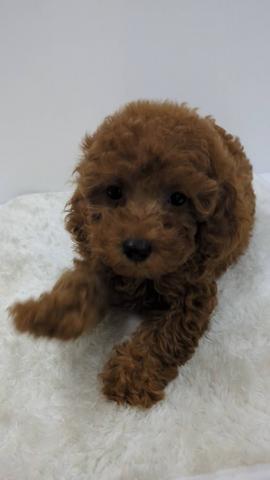 和歌山県のトイプードル(トイ) (ペットアミ 那賀店/2025年6月29日生まれ/女の子/レッド)の子犬の1枚目の画像