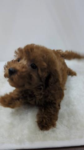 和歌山県のトイプードル(トイ) (ペットアミ 那賀店/2025年6月29日生まれ/女の子/レッド)の子犬の2枚目の画像