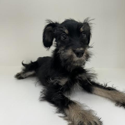 奈良県のハーフ犬・ミックス犬 (ペットアミ 田原本店/2025年5月2日生まれ/男の子/その他色)の子犬の1枚目の画像