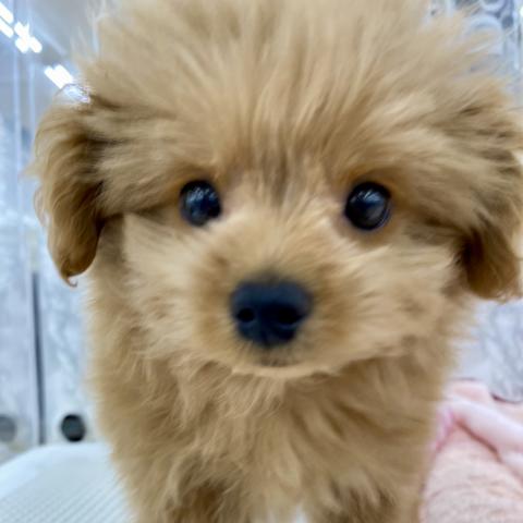 埼玉県のポメプー(ポメラニアン×プードル) (NICO PET 三郷店/2025年6月1日生まれ/男の子/レッド)の子犬の4枚目の画像