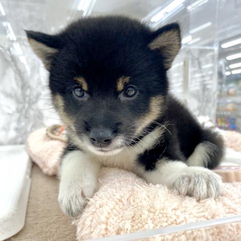 埼玉県の柴犬(標準サイズ) (NICO PET 三郷店/2025年6月28日生まれ/男の子/黒)の子犬の2枚目の画像