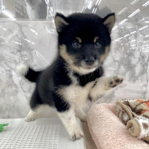 埼玉県の柴犬(標準サイズ) (NICO PET 三郷店/2025年6月28日生まれ/男の子/黒)の子犬の3枚目の画像