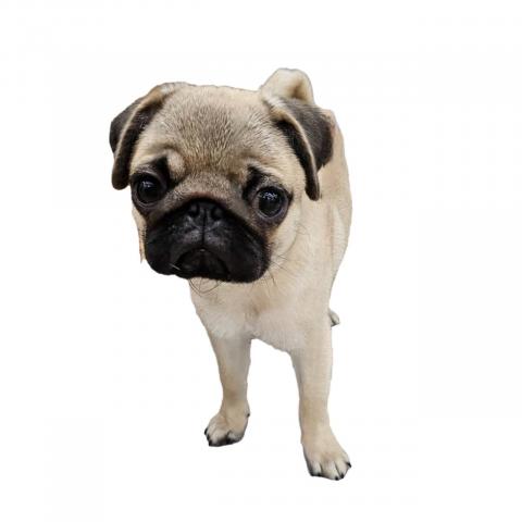 大阪府のパグ (ビバペッツ 和泉中央店/2025年4月8日生まれ/男の子/フォーン)の子犬の1枚目の画像