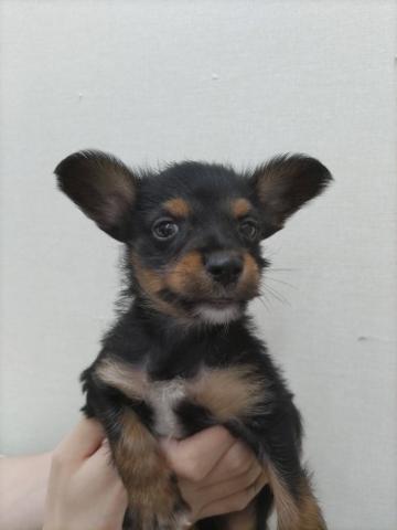 新潟県のハーフ犬・ミックス犬 (ペットアミ 小千谷店/2025年6月8日生まれ/男の子/その他色)の子犬