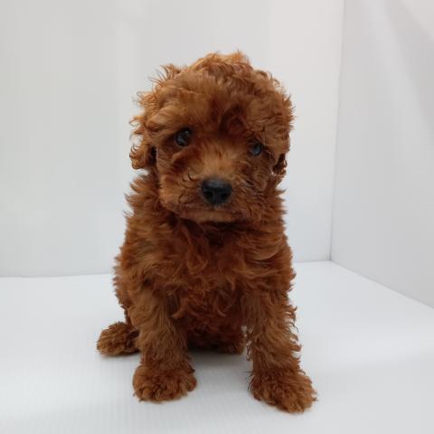 長野県のトイプードル(トイ) (ペットアミ 中野店/2025年6月20日生まれ/男の子/レッド)の子犬