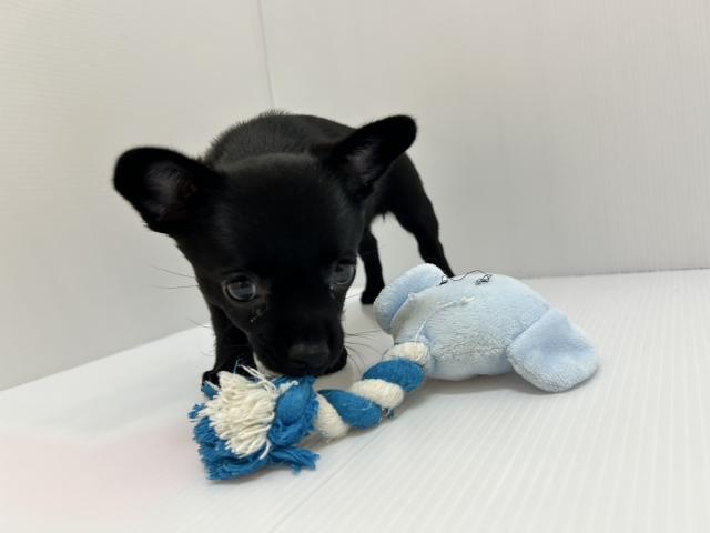 千葉県のハーフ犬・ミックス犬 (ペットアミ 館山店/2025年6月29日生まれ/女の子/ブラック)の子犬の1枚目の画像