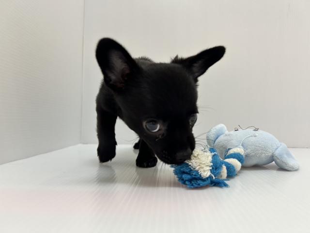 千葉県のハーフ犬・ミックス犬 (ペットアミ 館山店/2025年6月29日生まれ/女の子/ブラック)の子犬の2枚目の画像