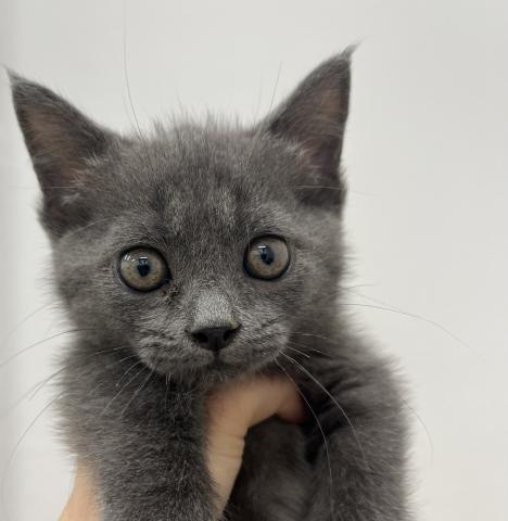 三重県のマンチカン (ペットアミ 名張店/2025年6月26日生まれ/男の子/ブルータビー)の子猫の1枚目の画像