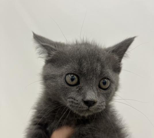 三重県のマンチカン (ペットアミ 名張店/2025年6月26日生まれ/男の子/ブルータビー)の子猫の2枚目の画像