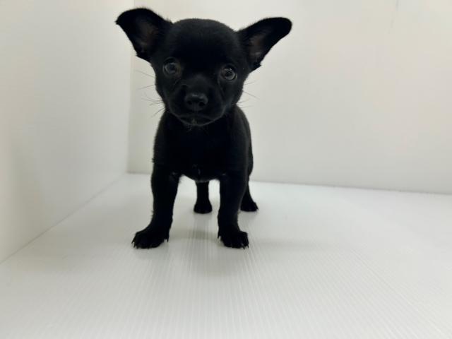 千葉県のハーフ犬・ミックス犬 (ペットアミ 館山店/2025年6月29日生まれ/女の子/ブラック)の子犬の1枚目の画像