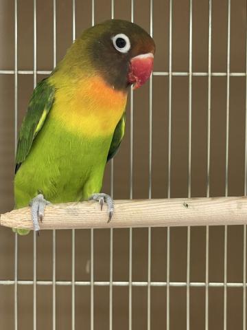 ボタンインコ