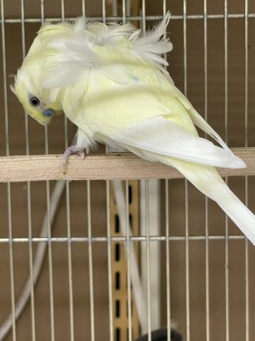 羽衣セキセイインコ