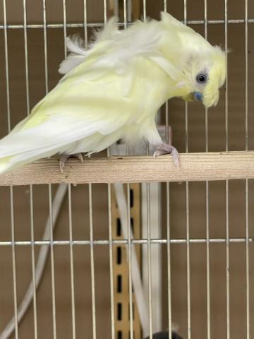羽衣セキセイインコ