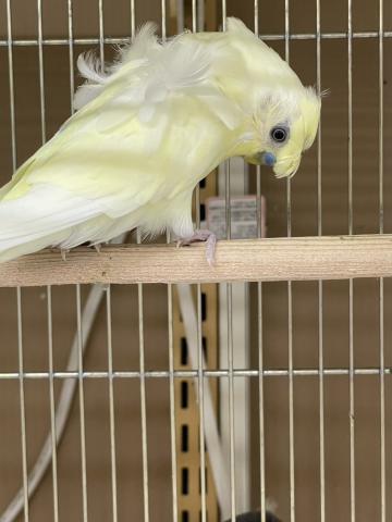 羽衣セキセイインコ