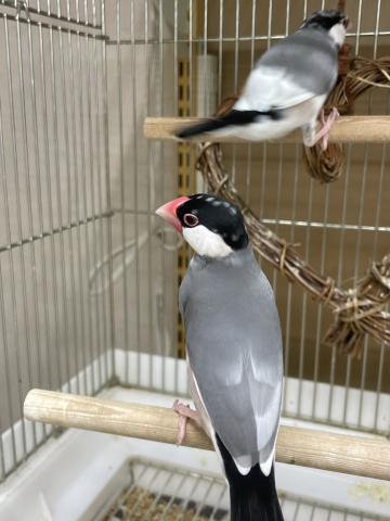 桜文鳥