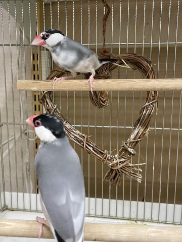桜文鳥
