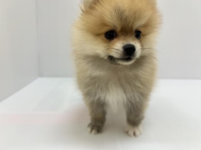 ポメラニアン