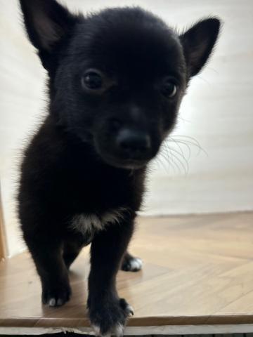 和歌山県のハーフ犬・ミックス犬 (ペットアミ 和歌山インター店/2025年6月28日生まれ/男の子/その他色)の子犬の1枚目の画像