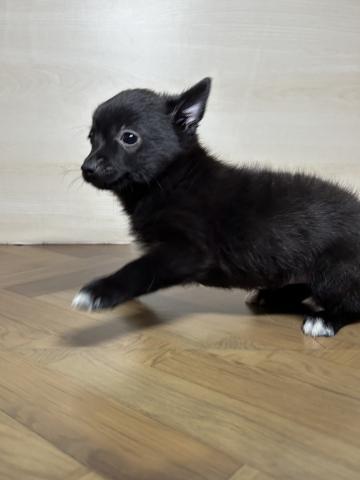 和歌山県のハーフ犬・ミックス犬 (ペットアミ 和歌山インター店/2025年6月28日生まれ/男の子/その他色)の子犬の2枚目の画像