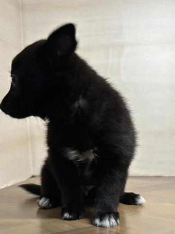 和歌山県のハーフ犬・ミックス犬 (ペットアミ 和歌山インター店/2025年6月28日生まれ/男の子/その他色)の子犬の3枚目の画像