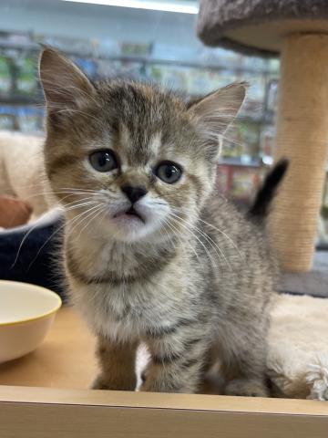 三重県のミヌエット (ペットアミ 松阪店/2025年3月26日生まれ/女の子/ブラウンタビー)の子猫の1枚目の画像