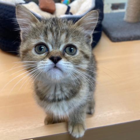 三重県のミヌエット (ペットアミ 松阪店/2025年3月26日生まれ/女の子/ブラウンタビー)の子猫の3枚目の画像