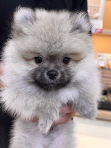 三重県のハーフ犬・ミックス犬 (ペットアミ 名張店/2025年4月21日生まれ/男の子/オレンジ)の子犬の1枚目の画像