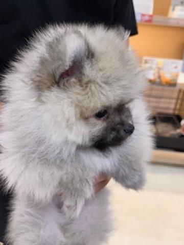 三重県のハーフ犬・ミックス犬 (ペットアミ 名張店/2025年4月21日生まれ/男の子/オレンジ)の子犬の3枚目の画像