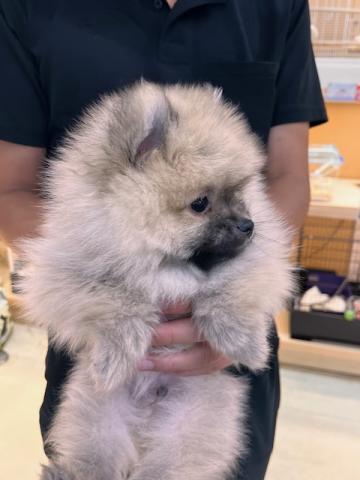 三重県のハーフ犬・ミックス犬 (ペットアミ 名張店/2025年4月21日生まれ/男の子/オレンジ)の子犬の4枚目の画像