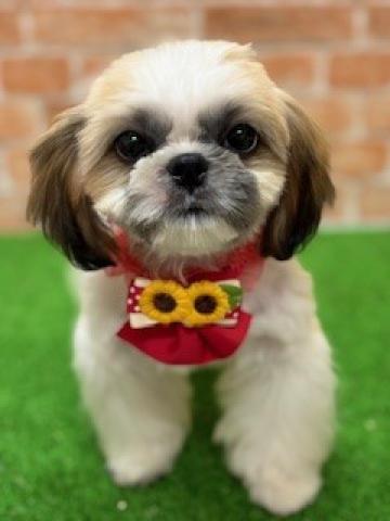 新潟県のシーズー (ペットアミ 柏崎店/2025年5月14日生まれ/男の子/ホワイトゴールド)の子犬の1枚目の画像