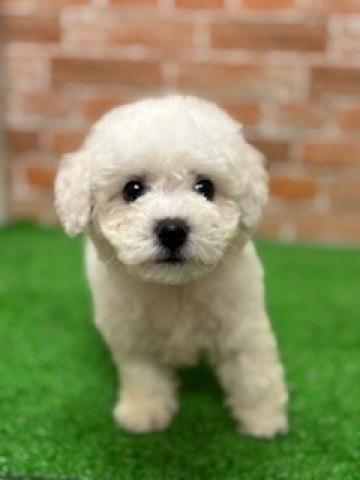 新潟県のビションフリーゼ (ペットアミ 柏崎店/2025年6月27日生まれ/男の子/ホワイト)の子犬の3枚目の画像