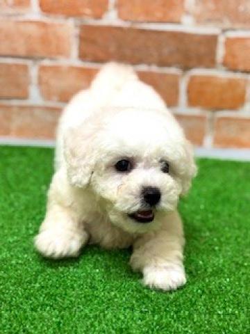 新潟県のビションフリーゼ (ペットアミ 柏崎店/2025年6月27日生まれ/男の子/ホワイト)の子犬の4枚目の画像