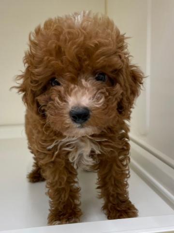 三重県のトイプードル(トイ) (ペットアミ 明和店/2025年4月26日生まれ/女の子/レッド)の子犬