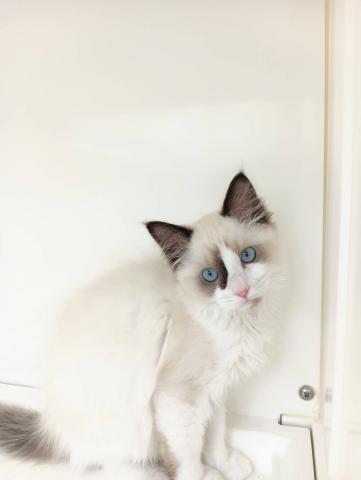 三重県のラグドール (ペットアミ 明和店/2025年1月1日生まれ/男の子/シールポイントバイカラー)の子猫