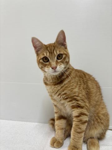 新潟県のマンチカン (ペットアミ 加茂店/2024年11月20日生まれ/男の子/レッド)の子猫の2枚目の画像