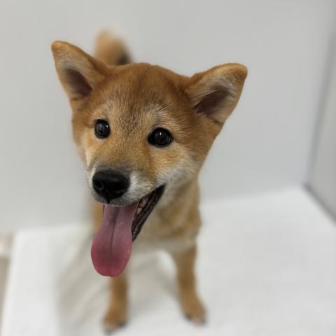 新潟県の柴犬(標準サイズ) (ペットアミ 加茂店/2025年3月2日生まれ/男の子/赤)の子犬の1枚目の画像