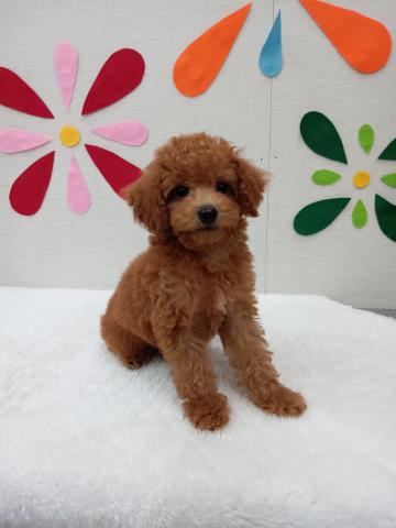 秋田県のトイプードル(トイ) (ペットアミ 能代東インター店/2025年6月7日生まれ/男の子/レッド)の子犬の1枚目の画像