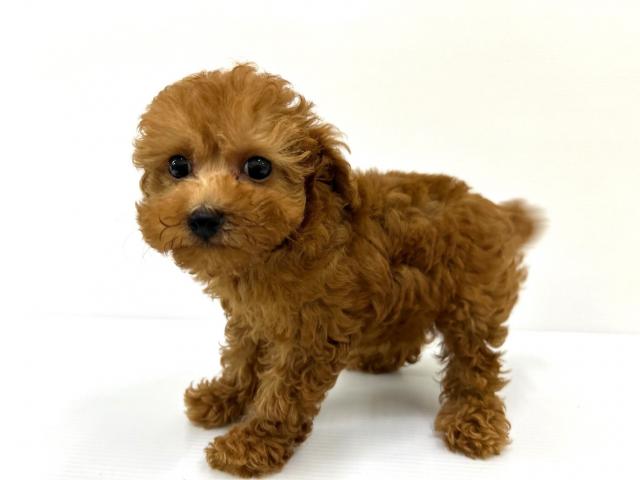 秋田県のトイプードル(トイ) (ペットアミ 秋田卸町店/2025年6月27日生まれ/男の子/レッド)の子犬