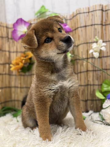和歌山県の柴犬(標準サイズ) (ペットアミ 紀の川店/2025年6月7日生まれ/女の子/赤)の子犬の3枚目の画像