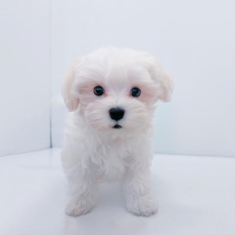 新潟県のマルチーズ (ペットアミ 新津店/2025年3月9日生まれ/男の子/ホワイト)の子犬の1枚目の画像