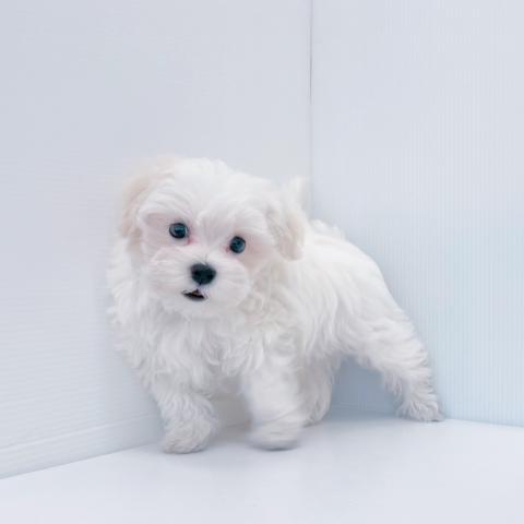 新潟県のマルチーズ (ペットアミ 新津店/2025年3月9日生まれ/男の子/ホワイト)の子犬の4枚目の画像