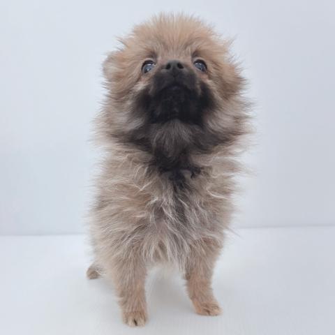 新潟県のポメラニアン (ペットアミ 新津店/2025年3月26日生まれ/女の子/オレンジ)の子犬の2枚目の画像