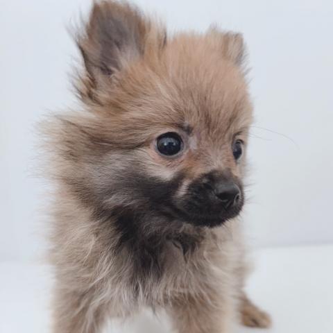 新潟県のポメラニアン (ペットアミ 新津店/2025年3月26日生まれ/女の子/オレンジ)の子犬の4枚目の画像