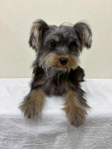 富山県のヨークシャーテリア (ペットアミ宮野店/2025年3月21日生まれ/男の子/スチールブルータン)の子犬の1枚目の画像