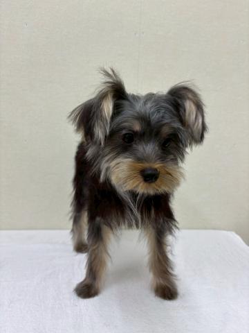 富山県のヨークシャーテリア (ペットアミ宮野店/2025年3月21日生まれ/男の子/スチールブルータン)の子犬の2枚目の画像