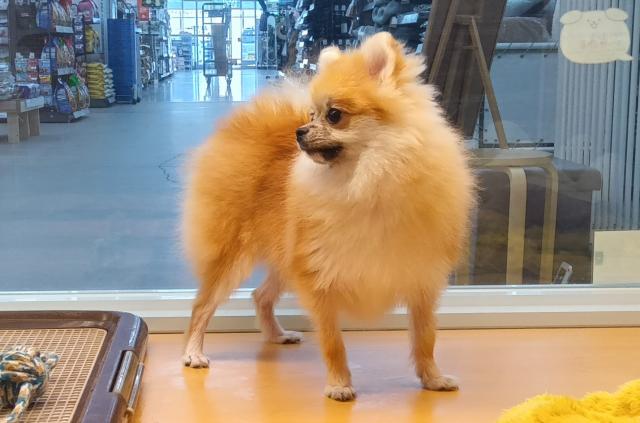 新潟県のポメラニアン (ペットアミ 六日町店/2025年1月8日生まれ/男の子/オレンジ)の子犬の1枚目の画像
