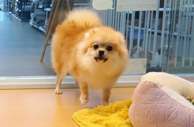 新潟県のポメラニアン (ペットアミ 六日町店/2025年1月8日生まれ/男の子/オレンジ)の子犬の2枚目の画像