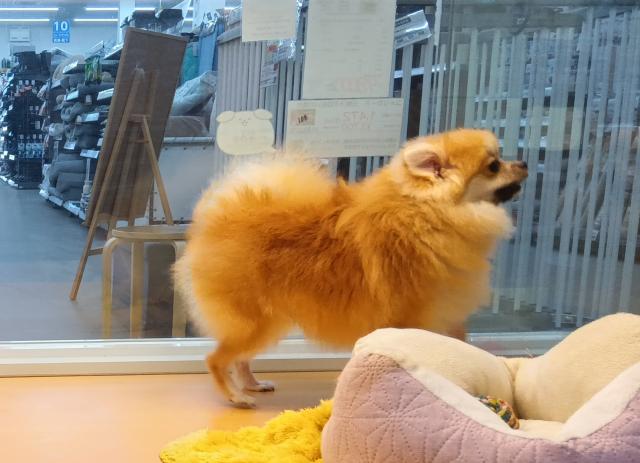 新潟県のポメラニアン (ペットアミ 六日町店/2025年1月8日生まれ/男の子/オレンジ)の子犬の3枚目の画像